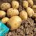 大量精品尤金885，荷兰系列土豆上市产地直销发欢迎咨询