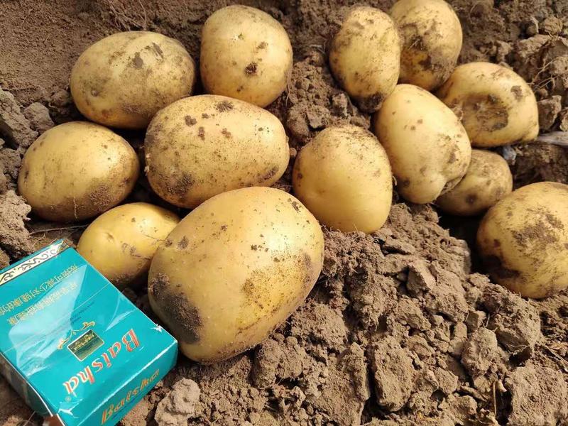 大量精品尤金885，荷兰系列土豆上市产地直销发欢迎咨询