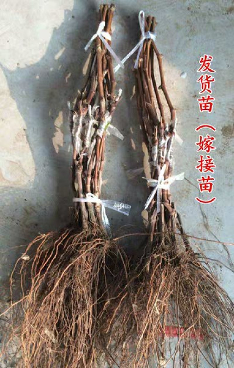 浪漫红颜葡萄苗包成活死苗免费补发，提供技术