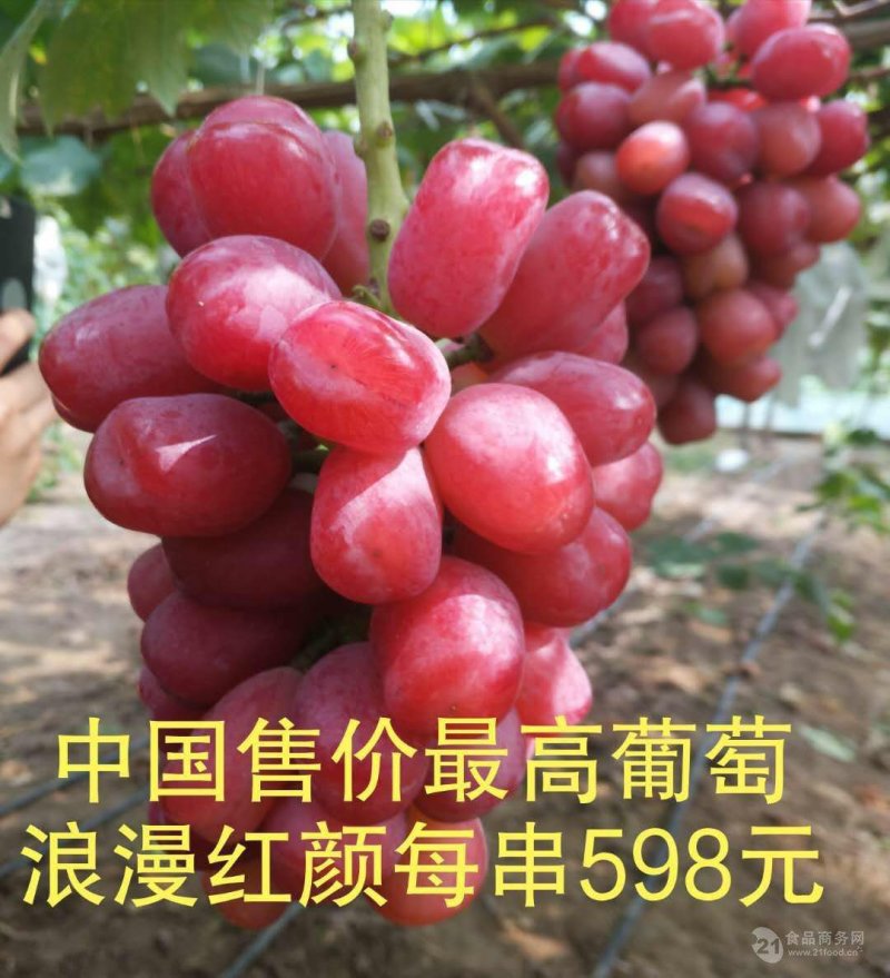 浪漫红颜葡萄苗包成活死苗免费补发，提供技术