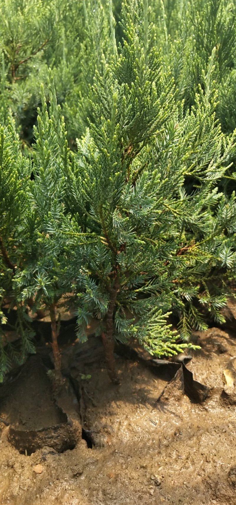 龙柏