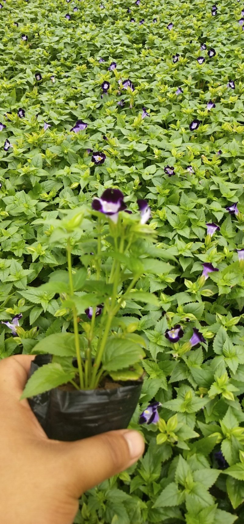 夏堇