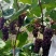 红玫瑰葡萄，玫瑰香味，皮薄，无籽……