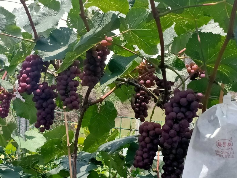 红玫瑰葡萄，玫瑰香味，皮薄，无籽……