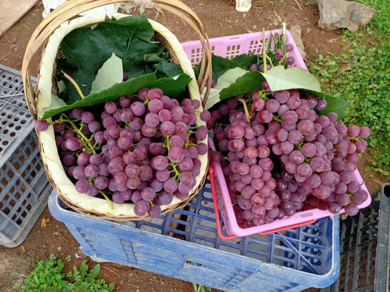 红玫瑰葡萄，玫瑰香味，皮薄，无籽……