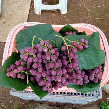 红玫瑰葡萄，玫瑰香味，皮薄，无籽……