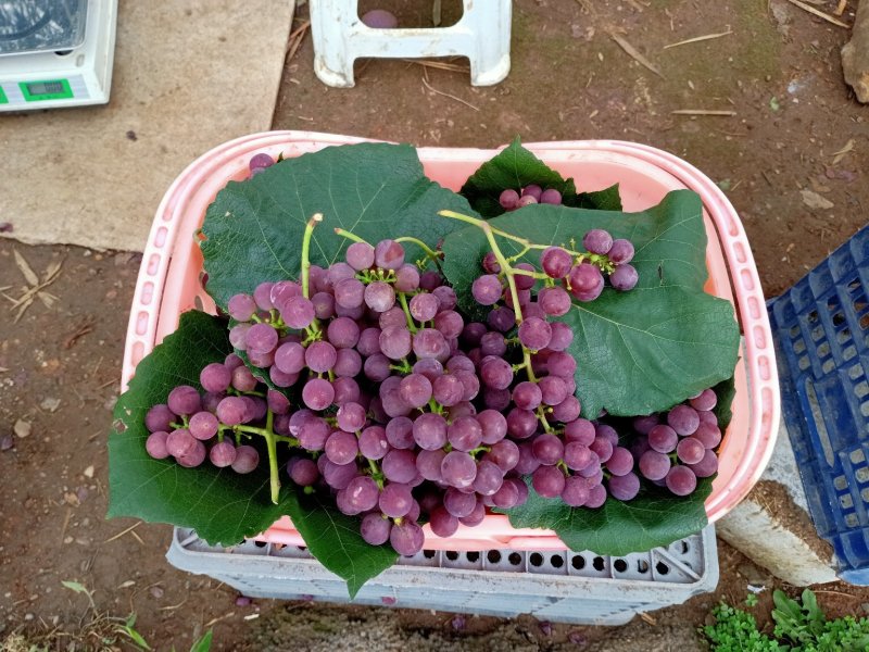 红玫瑰葡萄，玫瑰香味，皮薄，无籽……