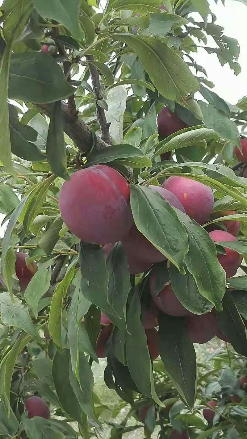 供应美一李子价格，秋季李子价格，千味红李子价格