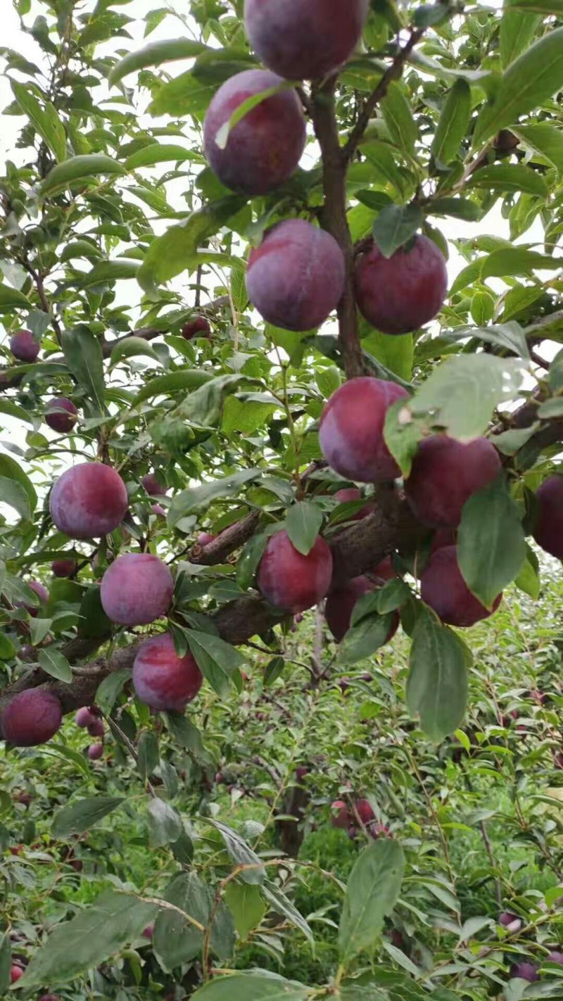 供应美一李子价格，秋季李子价格，千味红李子价格