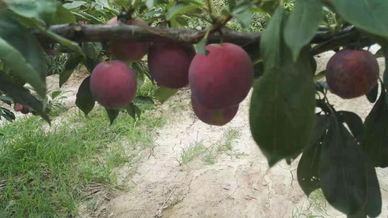 供应美一李子价格，秋季李子价格，千味红李子价格