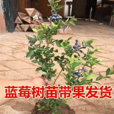 蓝莓苗当年结果基地直销绿宝石大果蓝莓