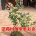 蓝莓苗当年结果基地直销绿宝石大果蓝莓