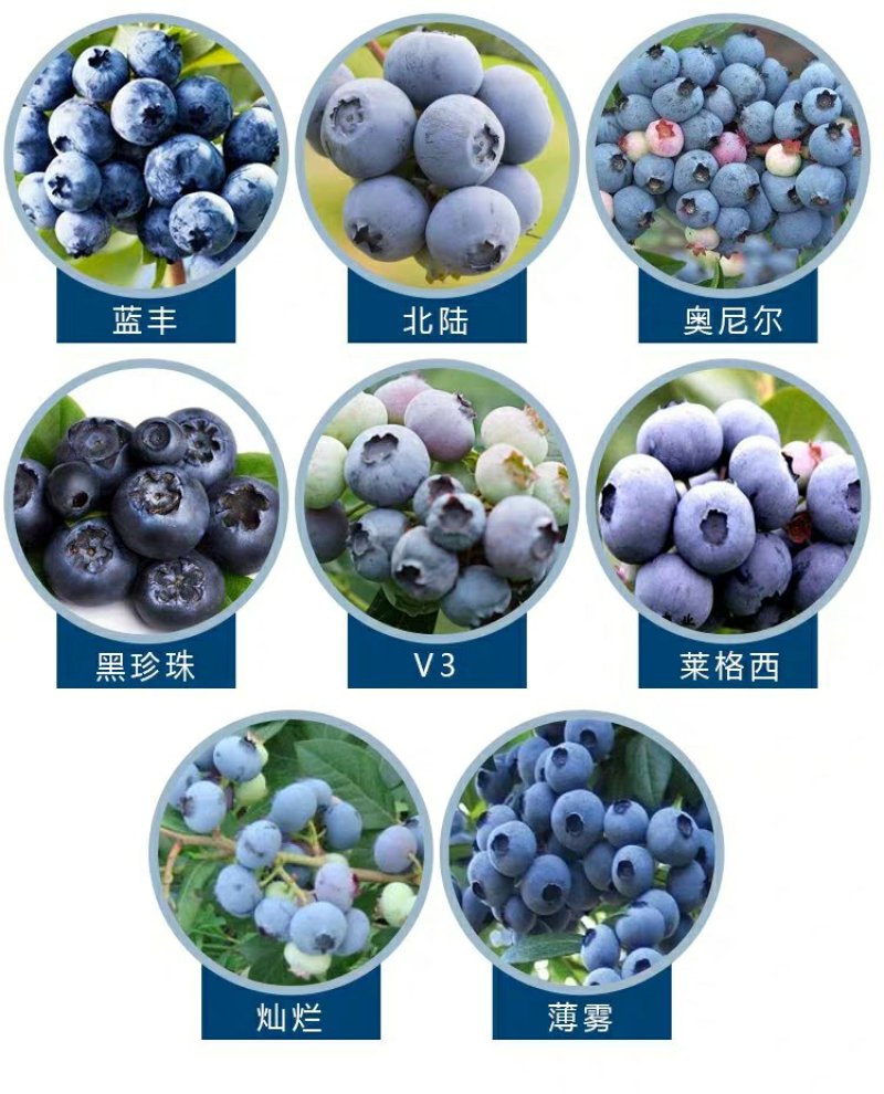 蓝莓苗当年结果基地直销绿宝石大果蓝莓