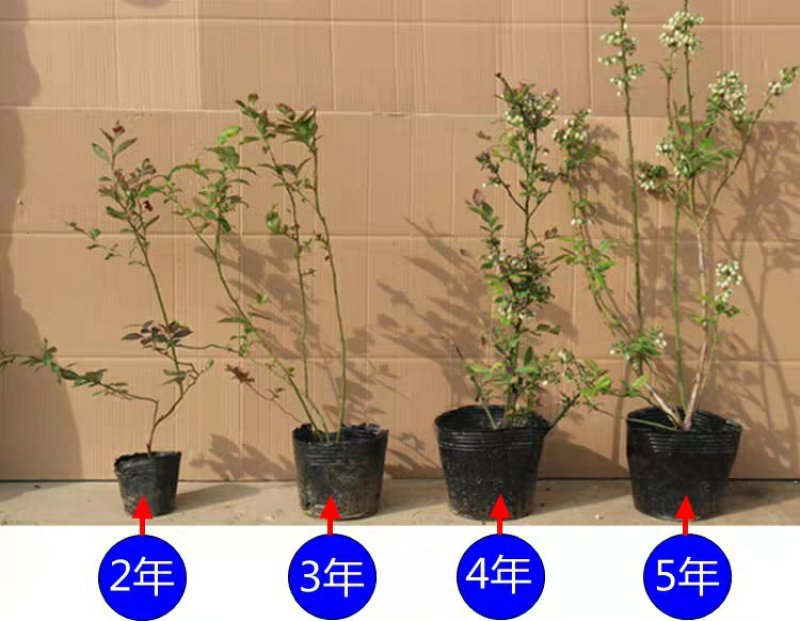 蓝莓苗当年结果基地直销绿宝石大果蓝莓