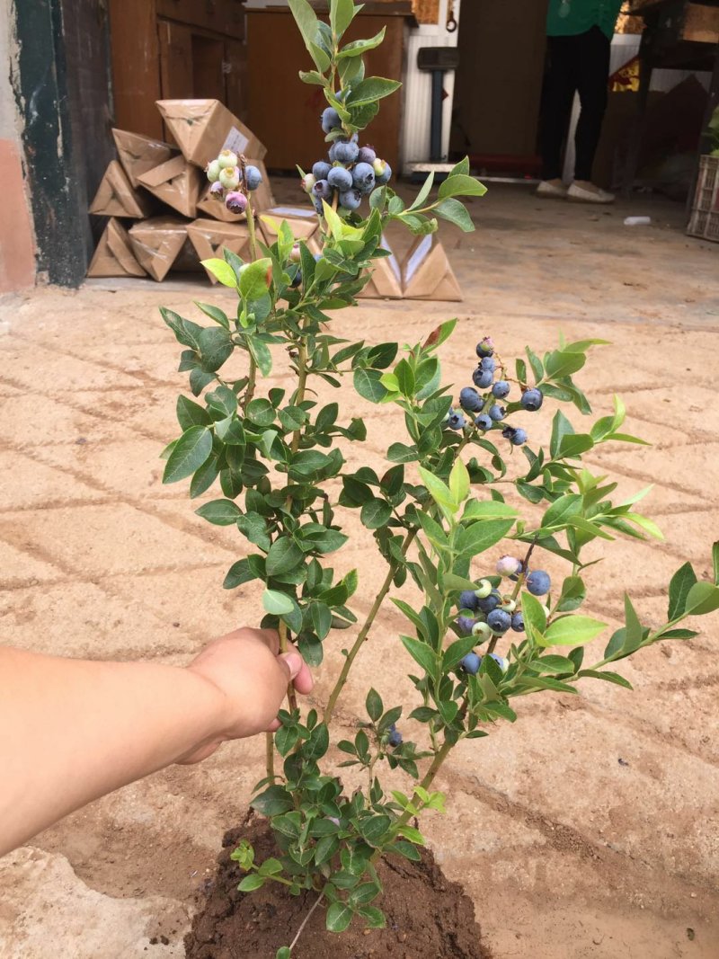 蓝莓苗当年结果基地直销绿宝石大果蓝莓