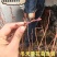 蓝莓苗当年结果基地直销绿宝石大果蓝莓
