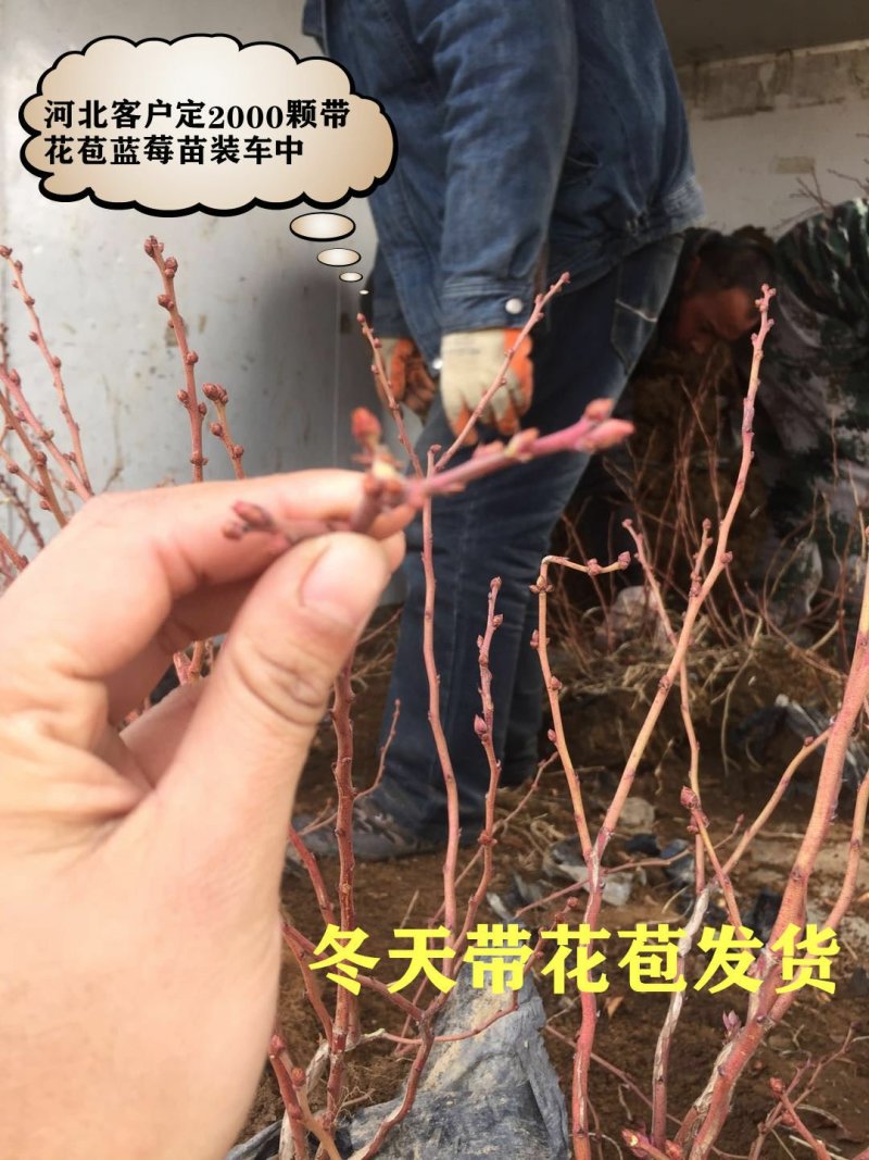 蓝莓苗当年结果基地直销绿宝石大果蓝莓