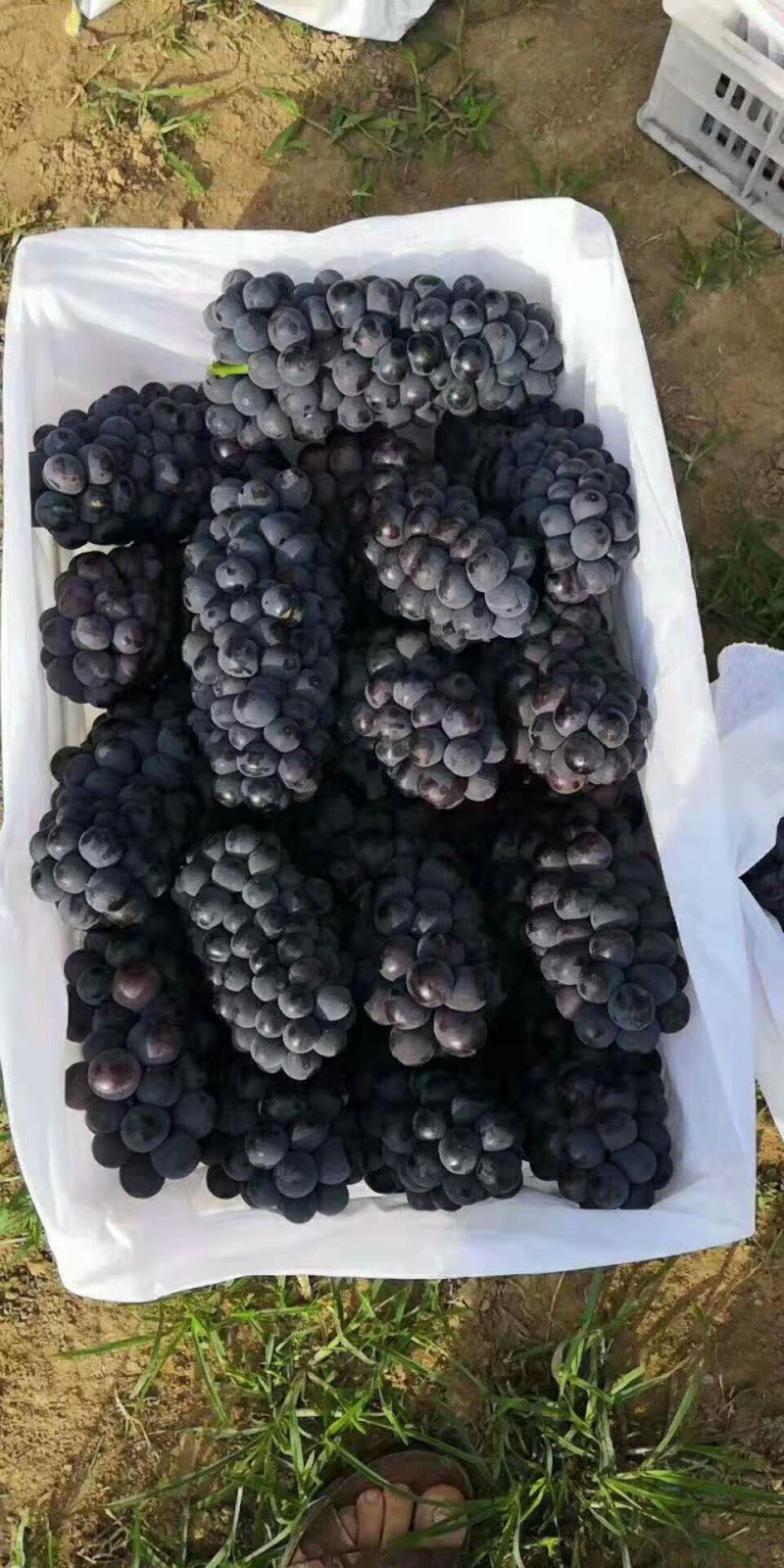 夏黑葡萄产地价格夏黑葡萄基地