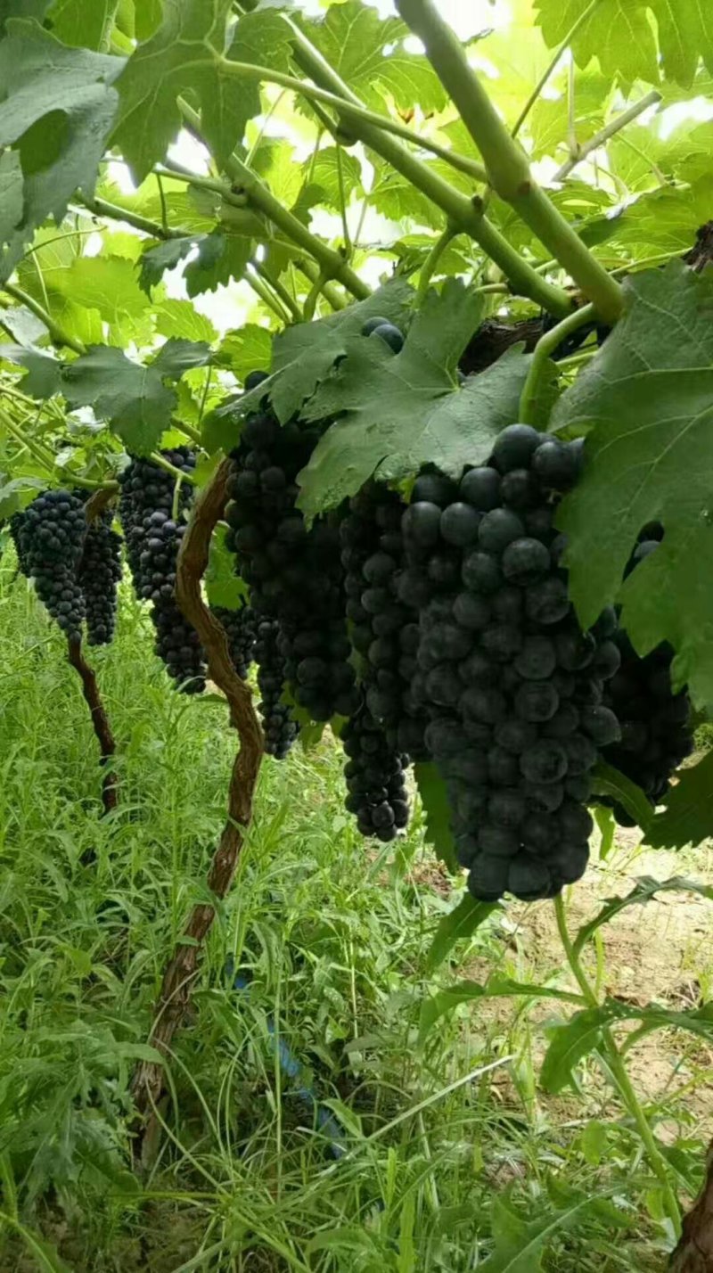 夏黑葡萄产地价格夏黑葡萄基地