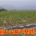 蓝莓苗当年结果基地直销绿宝石大果蓝莓