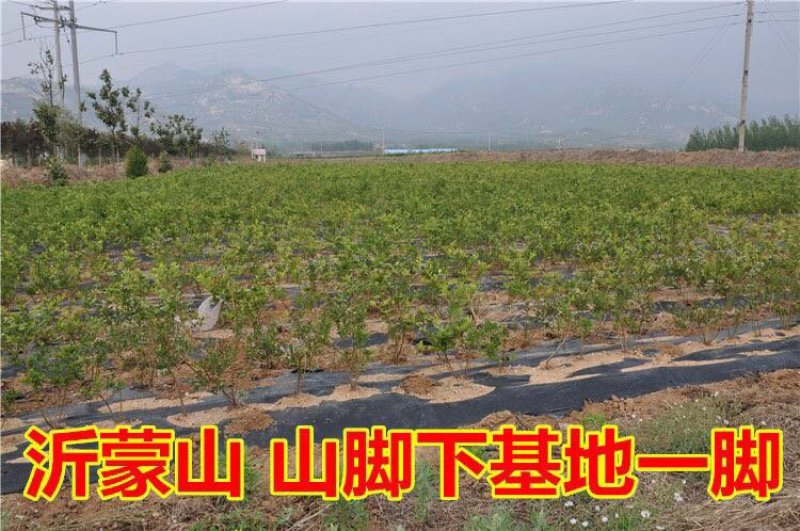 蓝莓苗当年结果基地直销绿宝石大果蓝莓