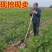 蓝莓苗当年结果基地直销绿宝石大果蓝莓