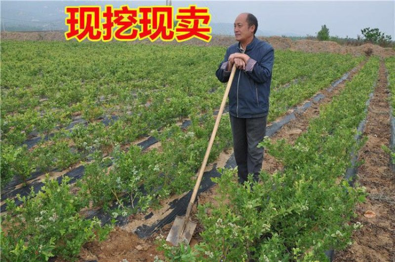 蓝莓苗当年结果基地直销绿宝石大果蓝莓