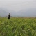 蓝莓苗当年结果基地直销绿宝石大果蓝莓