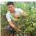 蓝莓苗当年结果基地直销绿宝石大果蓝莓