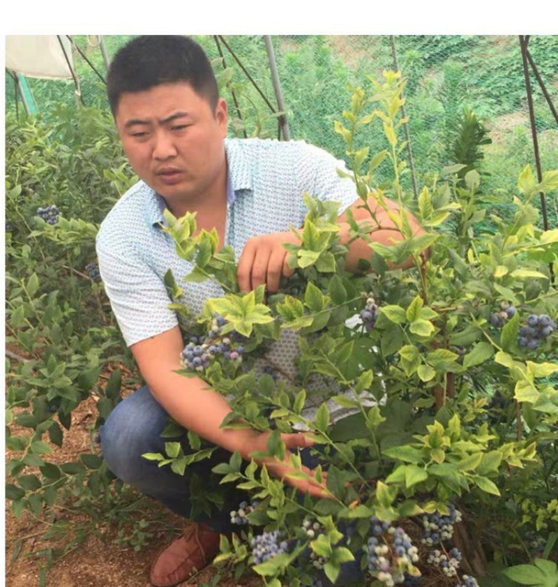 蓝莓苗当年结果基地直销绿宝石大果蓝莓