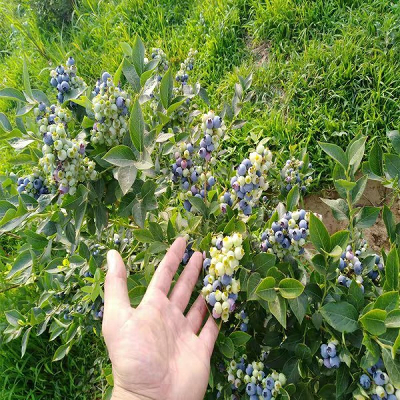 蓝莓苗当年结果基地直销绿宝石大果蓝莓