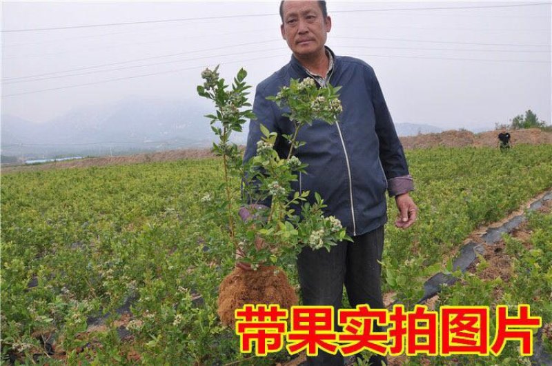 蓝莓苗当年结果基地直销绿宝石大果蓝莓