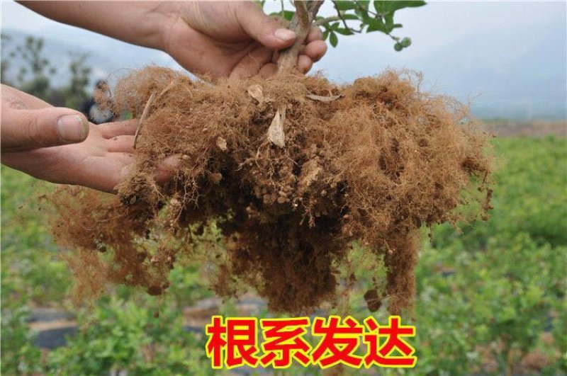 蓝莓苗当年结果基地直销绿宝石大果蓝莓