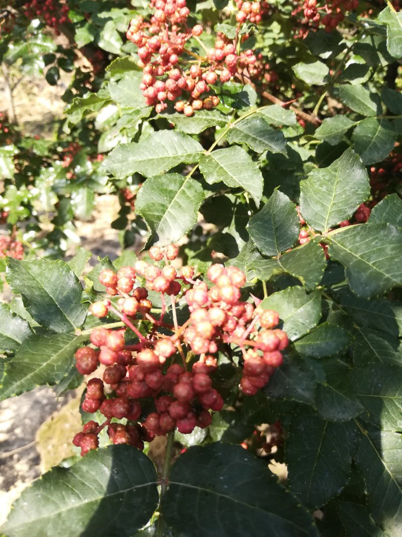 伏椒本地花椒产自高山大地质优价廉