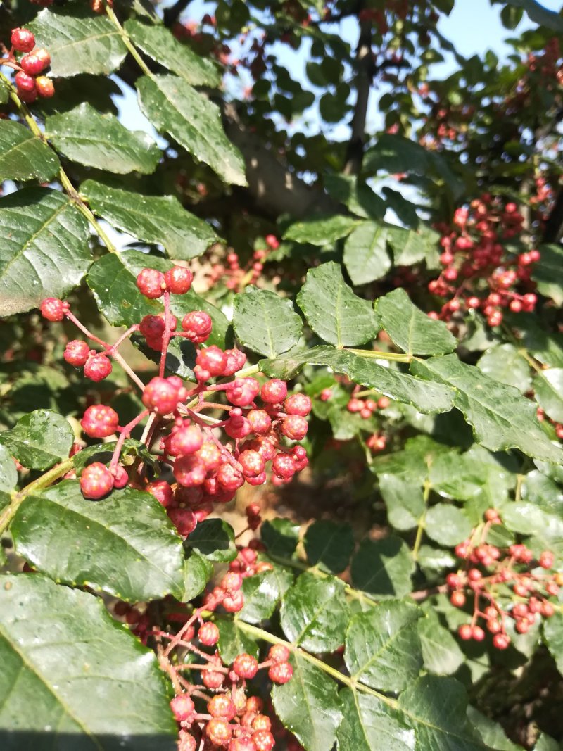 伏椒本地花椒产自高山大地质优价廉
