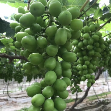 阳光玫瑰葡萄苗，基地直销，包成活率，提供技术指导。