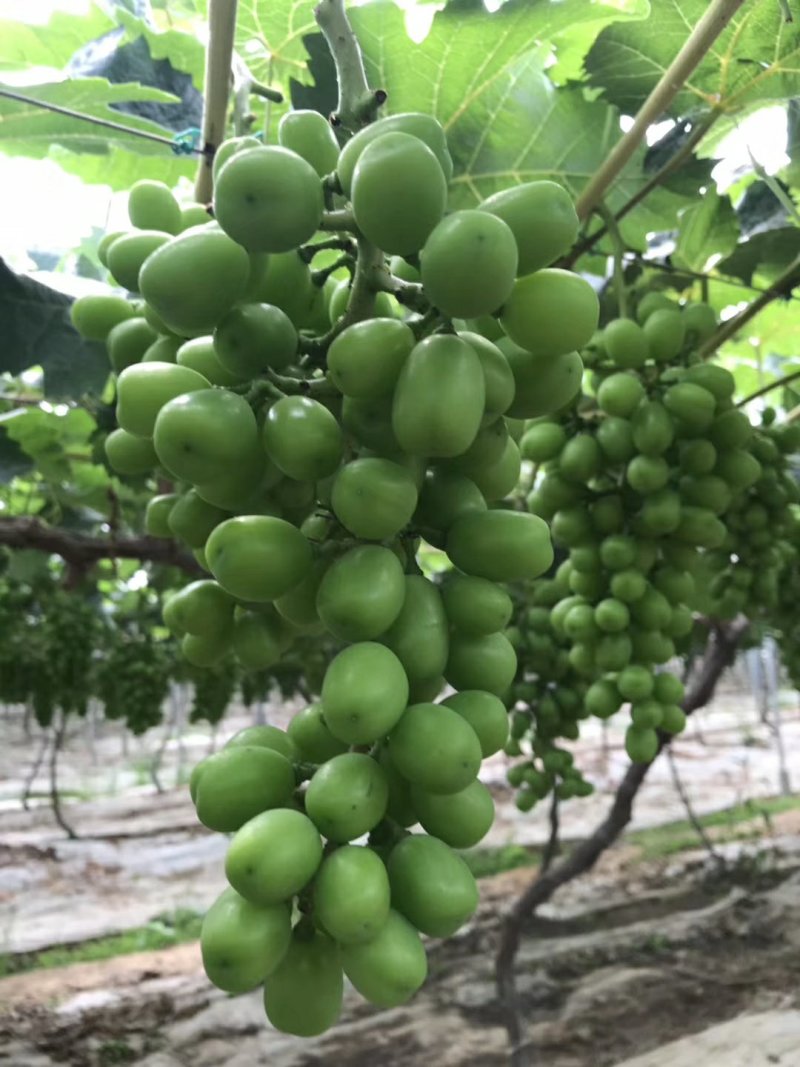 阳光玫瑰葡萄苗，基地直销，包成活率，提供技术指导。