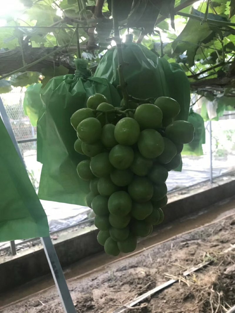 阳光玫瑰葡萄苗，基地直销，包成活率，提供技术指导。
