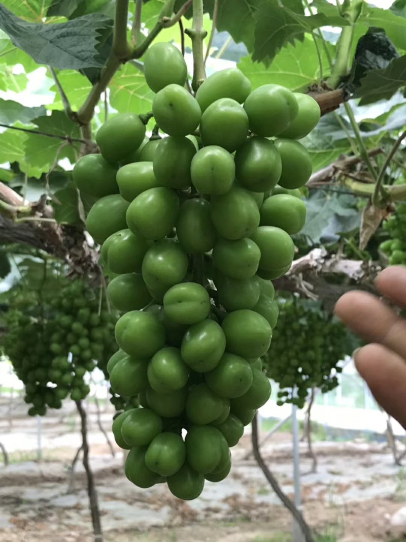 阳光玫瑰葡萄苗，基地直销，包成活率，提供技术指导。