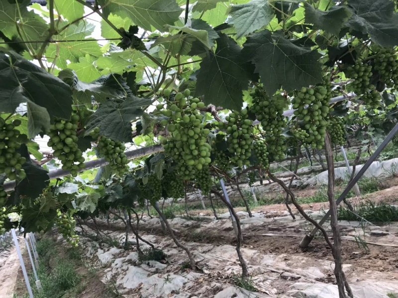 阳光玫瑰葡萄苗，基地直销，包成活率，提供技术指导。