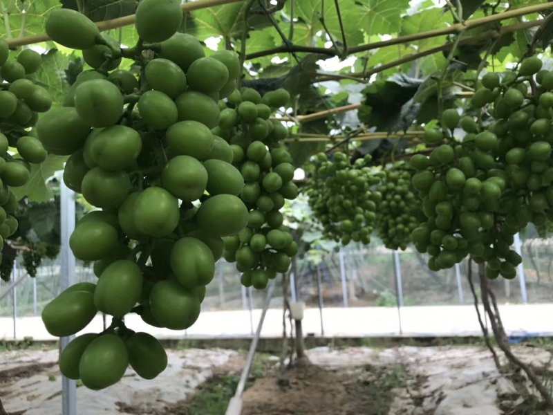 阳光玫瑰葡萄苗，基地直销，包成活率，提供技术指导。