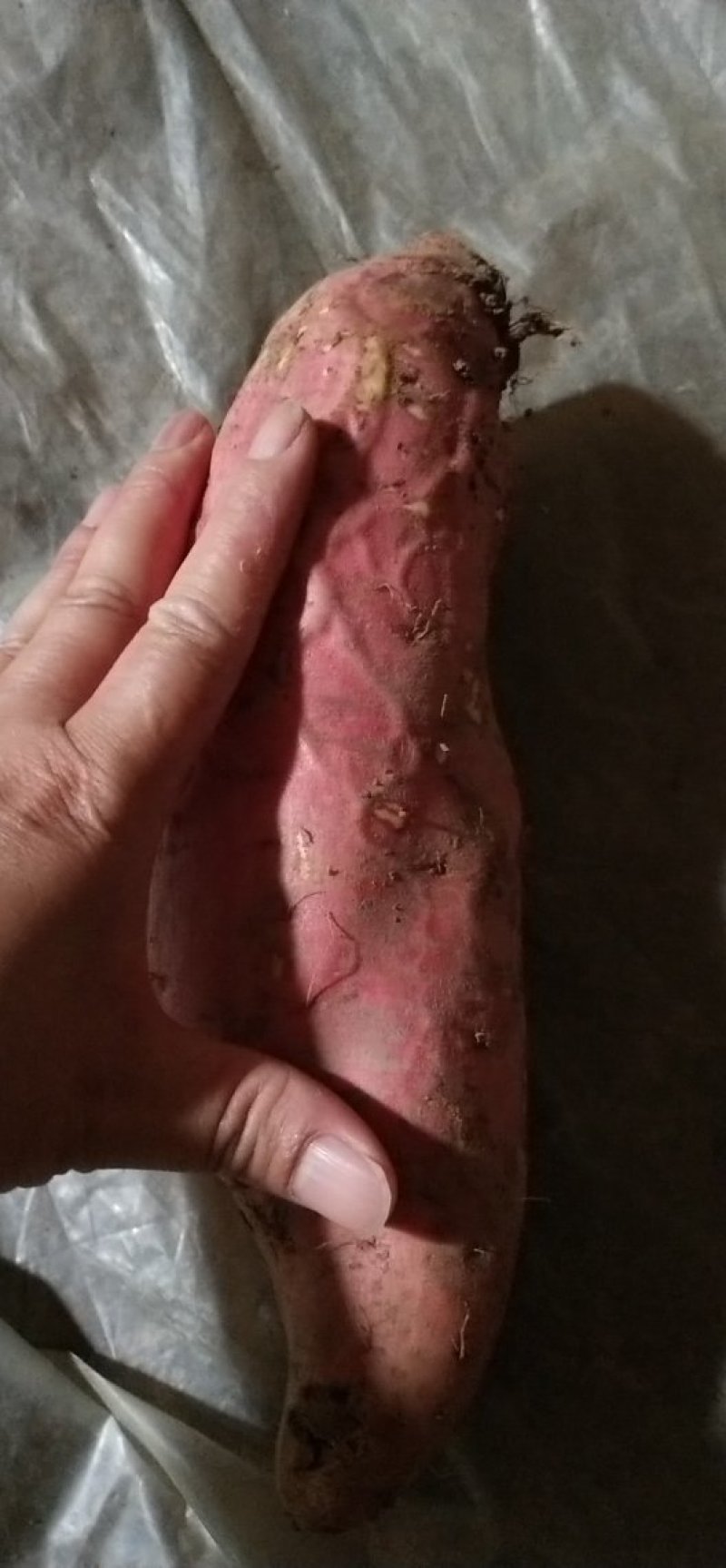 烟薯糖心蜜薯支持各种规格各包装价格合理保质保量