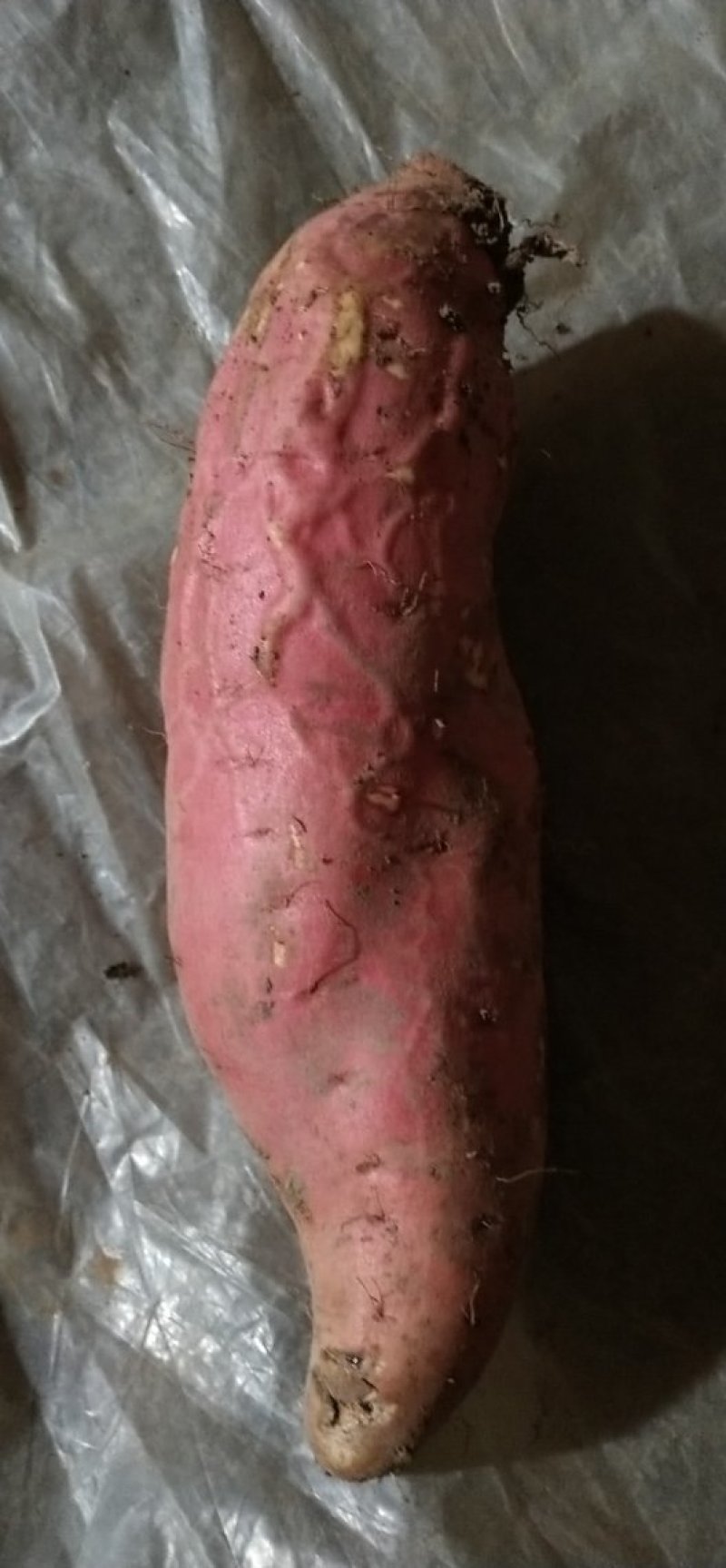 烟薯糖心蜜薯支持各种规格各包装价格合理保质保量