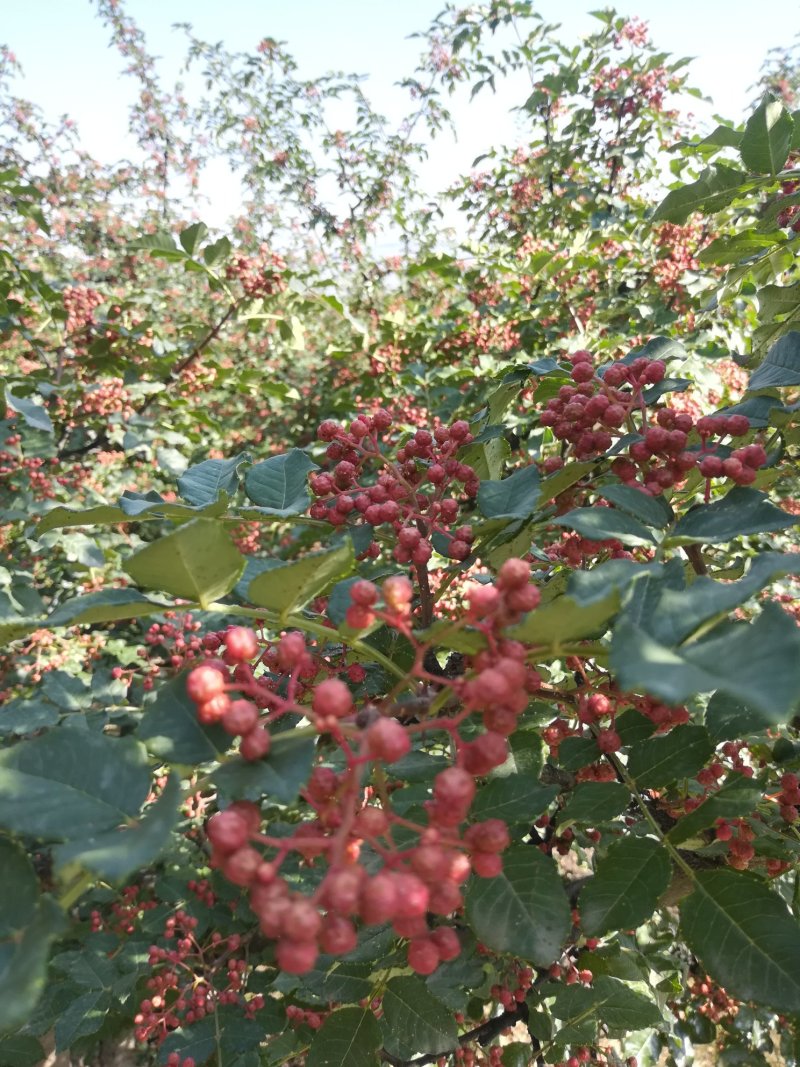 甘肃甘谷精品山地伏椒干花椒可视频看货支持线上保障交易