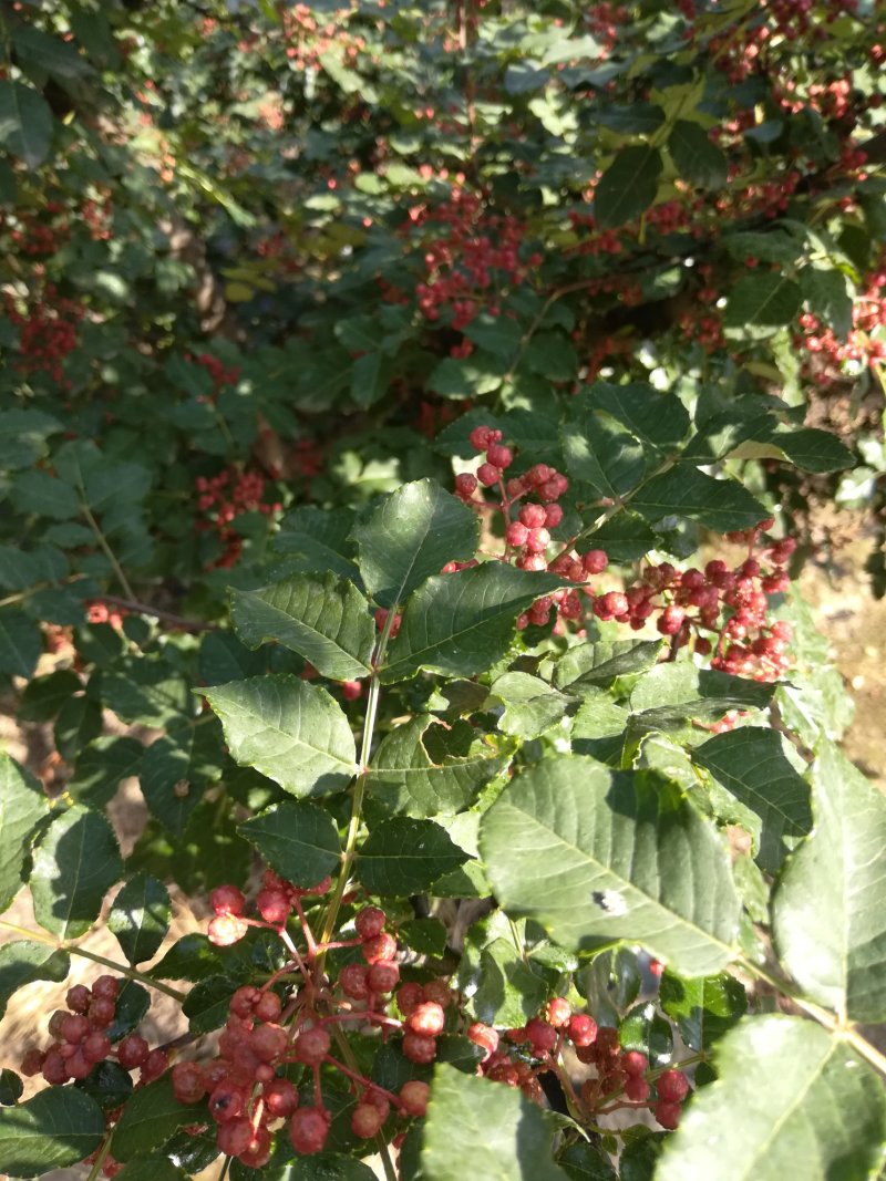 甘肃甘谷精品山地伏椒干花椒可视频看货支持线上保障交易