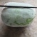 薄皮泡椒15---28cm