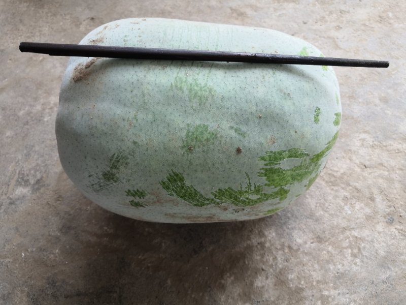 薄皮泡椒15---28cm