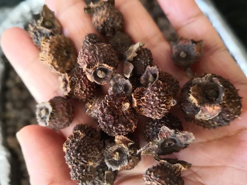 刺梨陕西干货药食同源2斤起包邮量大从优