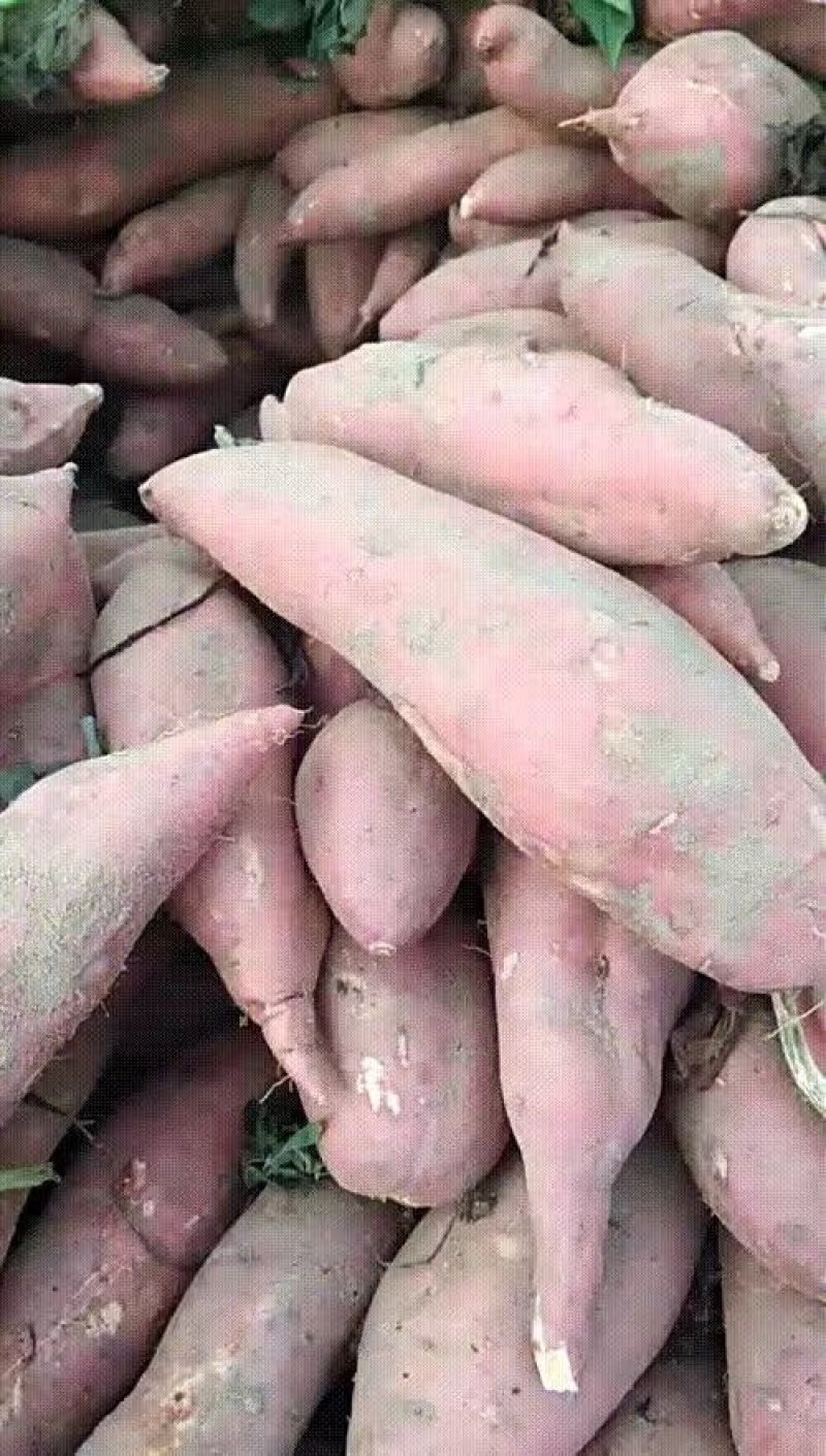 龙九红薯，大量供应。
