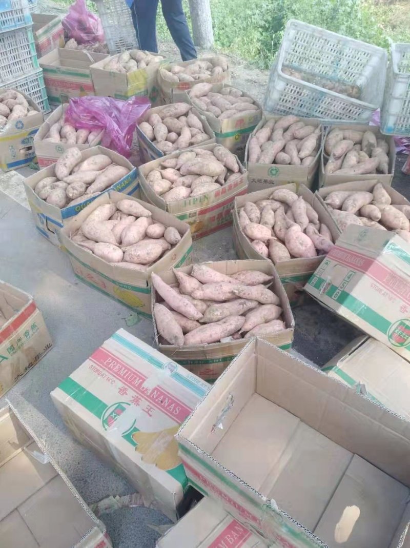 龙九红薯，大量供应。